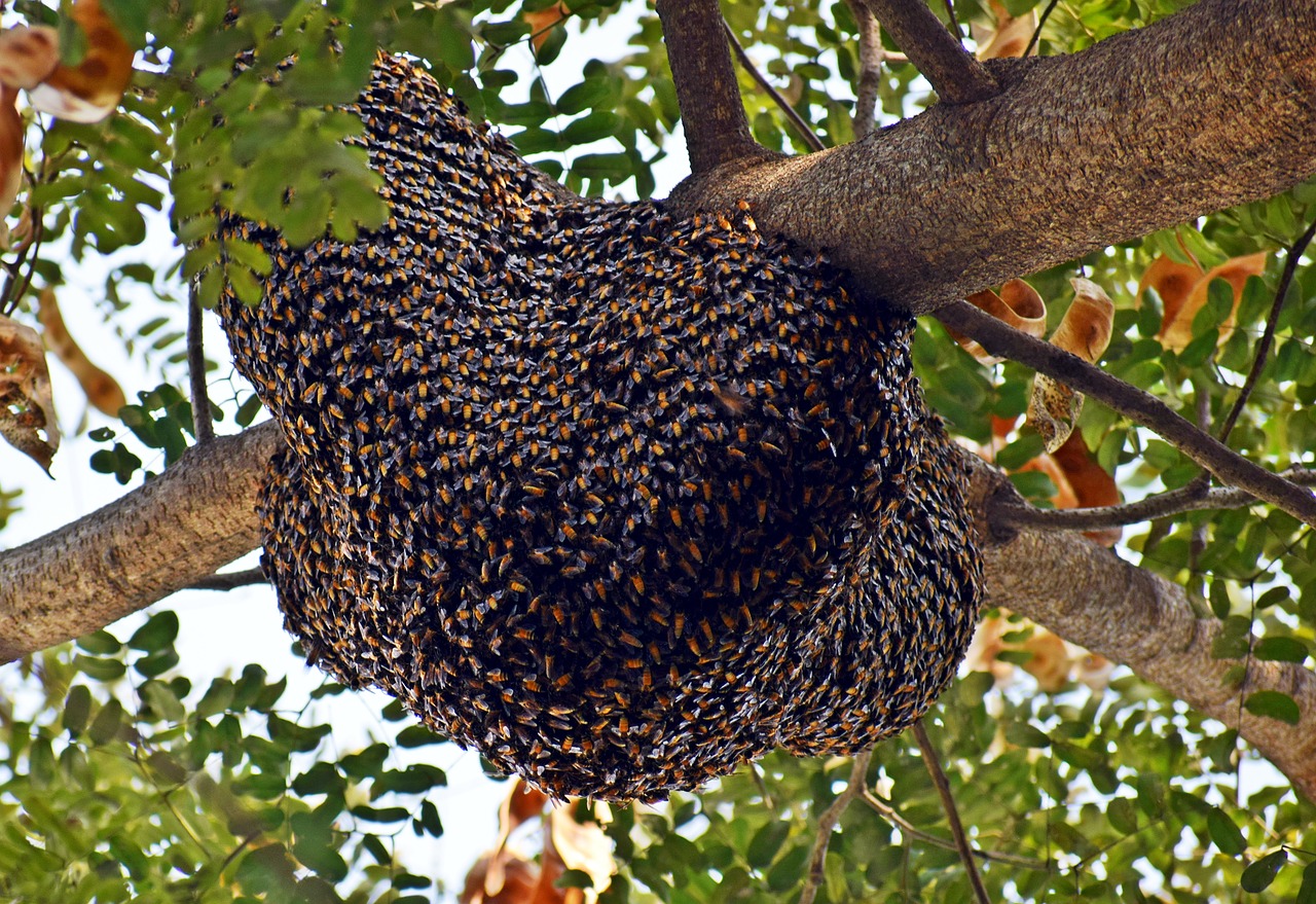 Bienenschwarm